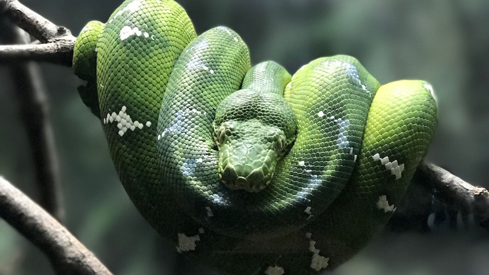 Elegant emerald tree boa with intricate scales and perfect structure, representing the importance of well-organized, clean architecture in Python project templates