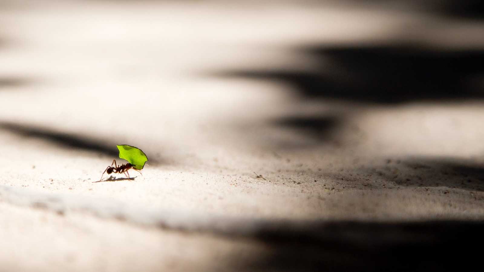 Shot in Cantão State Park in the state of Tocantins, Brazil